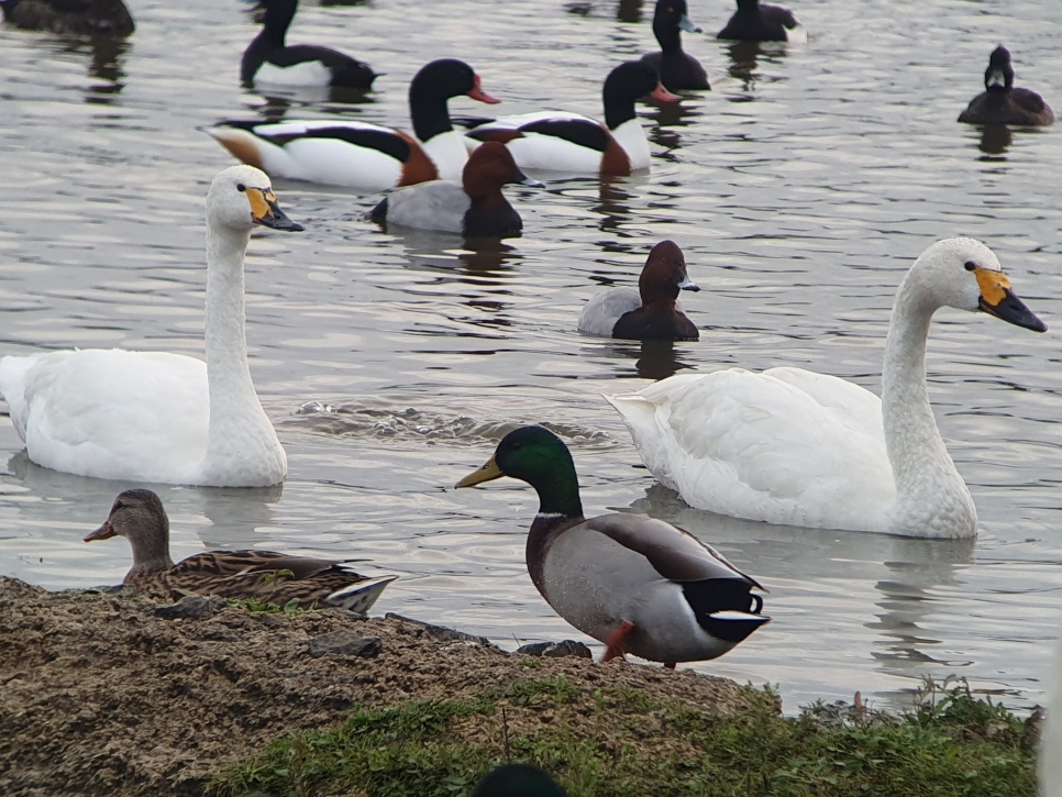 Birthday Bewick’s! The first Bewick’s swans arrive on our 76th Birthday